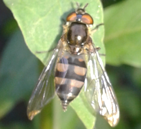 Syrphidae: Xanthandrus comtus, femmina